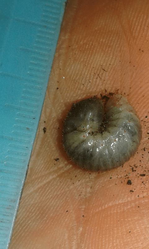 Larve di Oxythyrea funesta (Cetoniidae)?